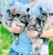 French Bulldog Puppies for sale in Florida Mall Ave, Orlando, FL 32809, USA. price: NA