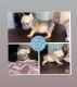 French Bulldog Puppies for sale in 30 Cambridge St, East Orange, NJ 07018, USA. price: $3,000