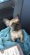 French Bulldog Puppies for sale in New Waverly, TX 77358, USA. price: $1,400