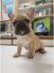 French Bulldog Puppies for sale in Tennessee City, TN 37055, USA. price: $270