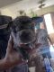 French Bulldog Puppies for sale in Oxnard, CA 93033, USA. price: $15,000
