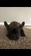 French Bulldog Puppies for sale in 20934 E Ocotillo Rd, Queen Creek, AZ 85142, USA. price: NA