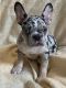 French Bulldog Puppies for sale in Lucas County, OH, USA. price: NA