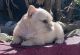 French Bulldog Puppies for sale in San Jose, CA, USA. price: $10,000