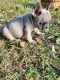 French Bulldog Puppies for sale in Homer, GA, USA. price: $2,500