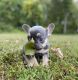French Bulldog Puppies for sale in Gordonsville, VA 22942, USA. price: NA