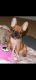 French Bulldog Puppies for sale in McDonough, GA, USA. price: $4,000