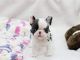 French Bulldog Puppies for sale in Lincoln, NE, USA. price: $750