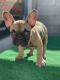French Bulldog Puppies for sale in Glendale, AZ 85301, USA. price: $3,500