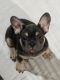 French Bulldog Puppies for sale in Crestview, FL, USA. price: $2,100