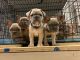 French Bulldog Puppies for sale in Fayetteville, NC, USA. price: $3,700