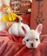 French Bulldog Puppies for sale in Coolidge, AZ 85128, USA. price: $1,500