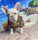 French Bulldog Puppies for sale in Lehigh Acres, FL 33971, USA. price: $3,000