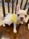 French Bulldog Puppies for sale in New Orleans, LA, USA. price: $2,000