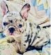 French Bulldog Puppies for sale in Cutler Bay, FL, USA. price: $3,800
