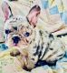 French Bulldog Puppies for sale in Cutler Bay, FL, USA. price: $2,000