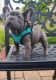 French Bulldog Puppies for sale in Canton, OH, USA. price: $3,500