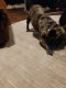 French Bulldog Puppies for sale in Tobyhanna, PA 18466, USA. price: $1,500
