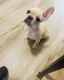 French Bulldog Puppies for sale in Anaheim, CA, USA. price: $2,000