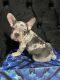 French Bulldog Puppies for sale in Queens, NY, USA. price: $6,000