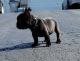 French Bulldog Puppies for sale in Milwaukee, WI, USA. price: $3,000