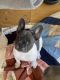 French Bulldog Puppies for sale in Mountain Grove, MO 65711, USA. price: NA