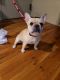 French Bulldog Puppies for sale in The Bronx, NY, USA. price: $1,500