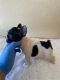 French Bulldog Puppies for sale in Fresno, CA 93722, USA. price: $4,500