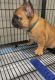 French Bulldog Puppies for sale in Santa Paula, CA 93060, USA. price: NA