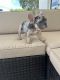 French Bulldog Puppies for sale in Homestead, FL, USA. price: $2,500