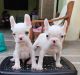 French Bulldog Puppies for sale in Bhiwadi, Rajasthan, India. price: 21000 INR