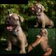 French Bulldog Puppies for sale in Sunrise, FL, USA. price: $4,000