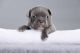 French Bulldog Puppies for sale in Sebastian, FL, USA. price: NA