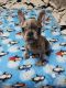 French Bulldog Puppies for sale in Freeport, IL 61032, USA. price: $2,500