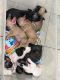 French Bulldog Puppies for sale in Chesapeake, VA, USA. price: $2,000