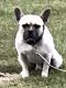 French Bulldog Puppies for sale in Stevensburg, VA 22741, USA. price: $2,300