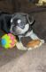 French Bulldog Puppies for sale in Indio, CA, USA. price: $3,000