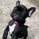 French Bulldog Puppies for sale in Gig Harbor, WA, USA. price: $2,500