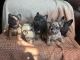 French Bulldog Puppies for sale in Rancho Cucamonga, CA, USA. price: $3,000