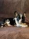 French Bulldog Puppies for sale in Amberg, WI 54102, USA. price: $4,500