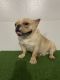 French Bulldog Puppies for sale in East Stroudsburg, PA 18301, USA. price: $2,500