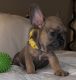 French Bulldog Puppies for sale in Moorpark, CA 93021, USA. price: $3,500