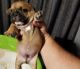 French Bulldog Puppies for sale in Ozark, AL 36360, USA. price: NA