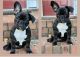French Bulldog Puppies for sale in Lilburn, GA 30047, USA. price: NA