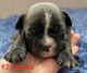 French Bulldog Puppies for sale in Raleigh, NC, USA. price: $2,200