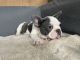 French Bulldog Puppies for sale in Southwest Ranches, FL, USA. price: $3,500