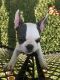 French Bulldog Puppies for sale in Landrum, SC 29356, USA. price: NA