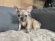 French Bulldog Puppies for sale in Southwest Ranches, FL, USA. price: NA