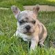 French Bulldog Puppies for sale in Lewisville, TX, USA. price: $3,900