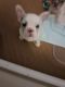 French Bulldog Puppies for sale in Lexington, SC, USA. price: NA